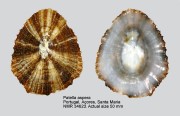Patella aspera